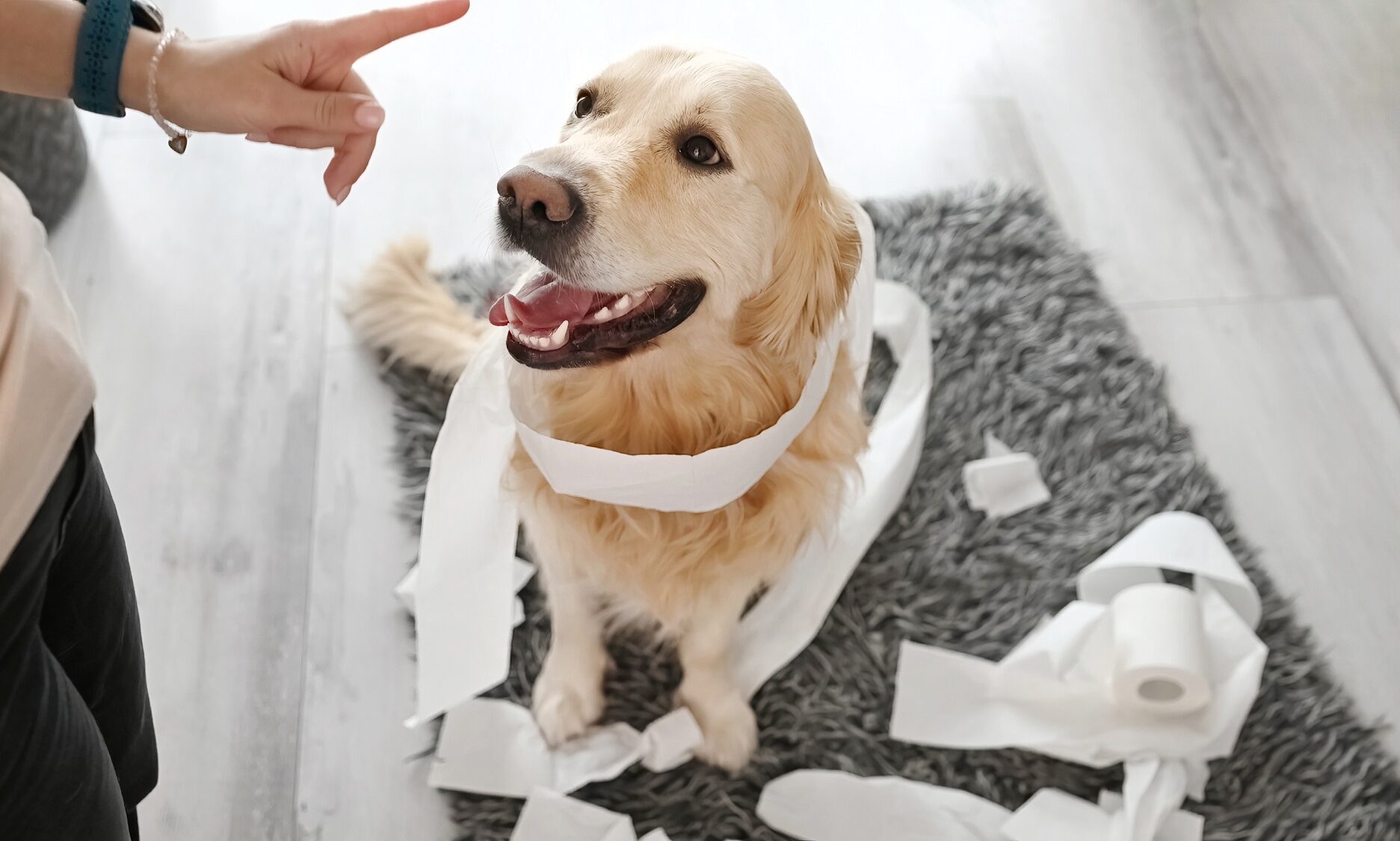 Γιατί δεν πρέπει να λέτε τη λέξη «όχι» στον σκύλο σας- Τι να κάνετε αντί για αυτό