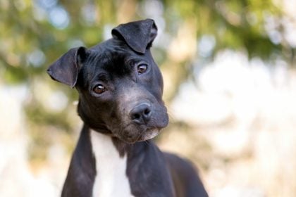 Αυτή είναι η πρώτη λέξη που πρέπει να μάθει ένας σκύλος