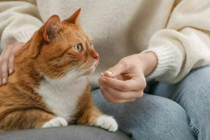 Οι τρόποι για να δώσετε με επιτυχία χάπι στη γάτα σας