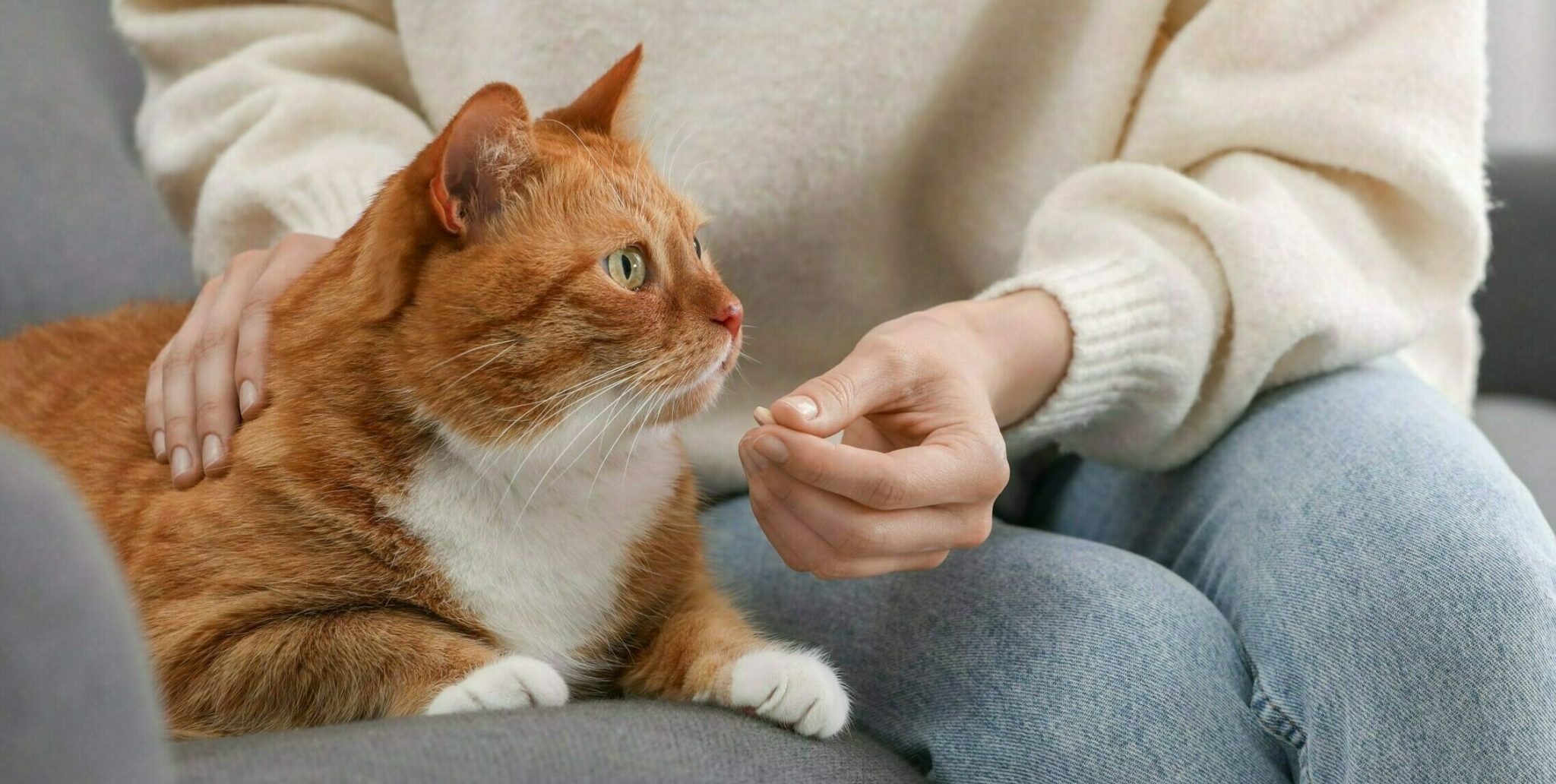 Οι τρόποι για να δώσετε με επιτυχία χάπι στη γάτα σας