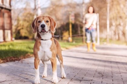 Όσα πρέπει να γνωρίζετε πριν πάρετε ένα Beagle