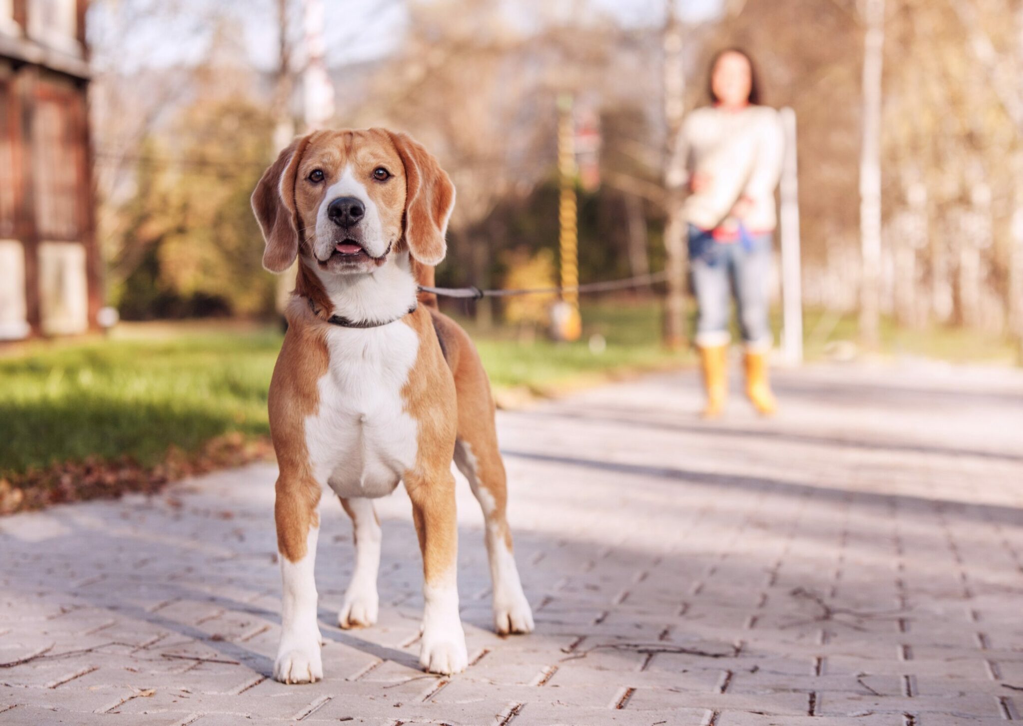 Όσα πρέπει να γνωρίζετε πριν πάρετε ένα Beagle