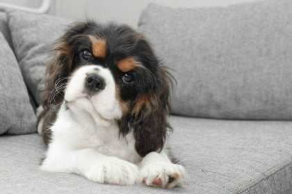 6 πράγματα που δεν φαντάζεστε ότι «αντιγράφουν» οι σκύλοι από εμάς