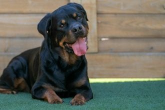 Επίθεση Ροτβάιλερ στην Καλαμάτα- 5 πράγματα που πιστεύουμε για αυτούς τους σκύλους και δεν ισχύουν