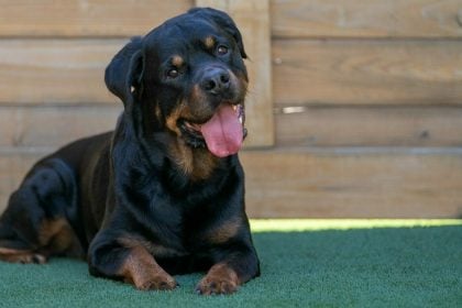 Επίθεση Ροτβάιλερ στην Καλαμάτα- 5 πράγματα που πιστεύουμε για αυτούς τους σκύλους και δεν ισχύουν