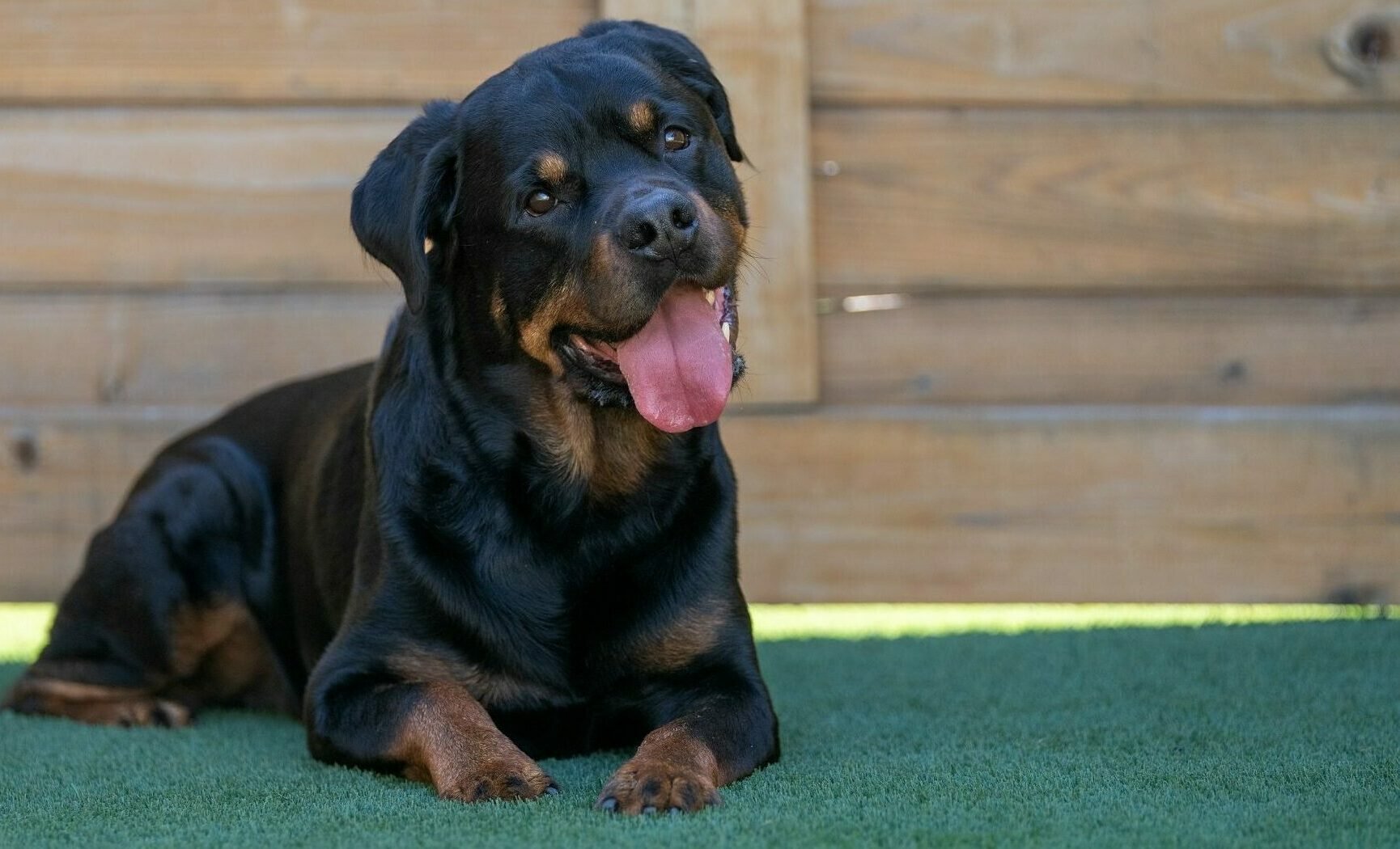 Επίθεση Ροτβάιλερ στην Καλαμάτα- 5 πράγματα που πιστεύουμε για αυτούς τους σκύλους και δεν ισχύουν