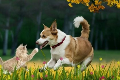 Φιλία γάτας και σκύλου: Μύθος ή πραγματικότητα