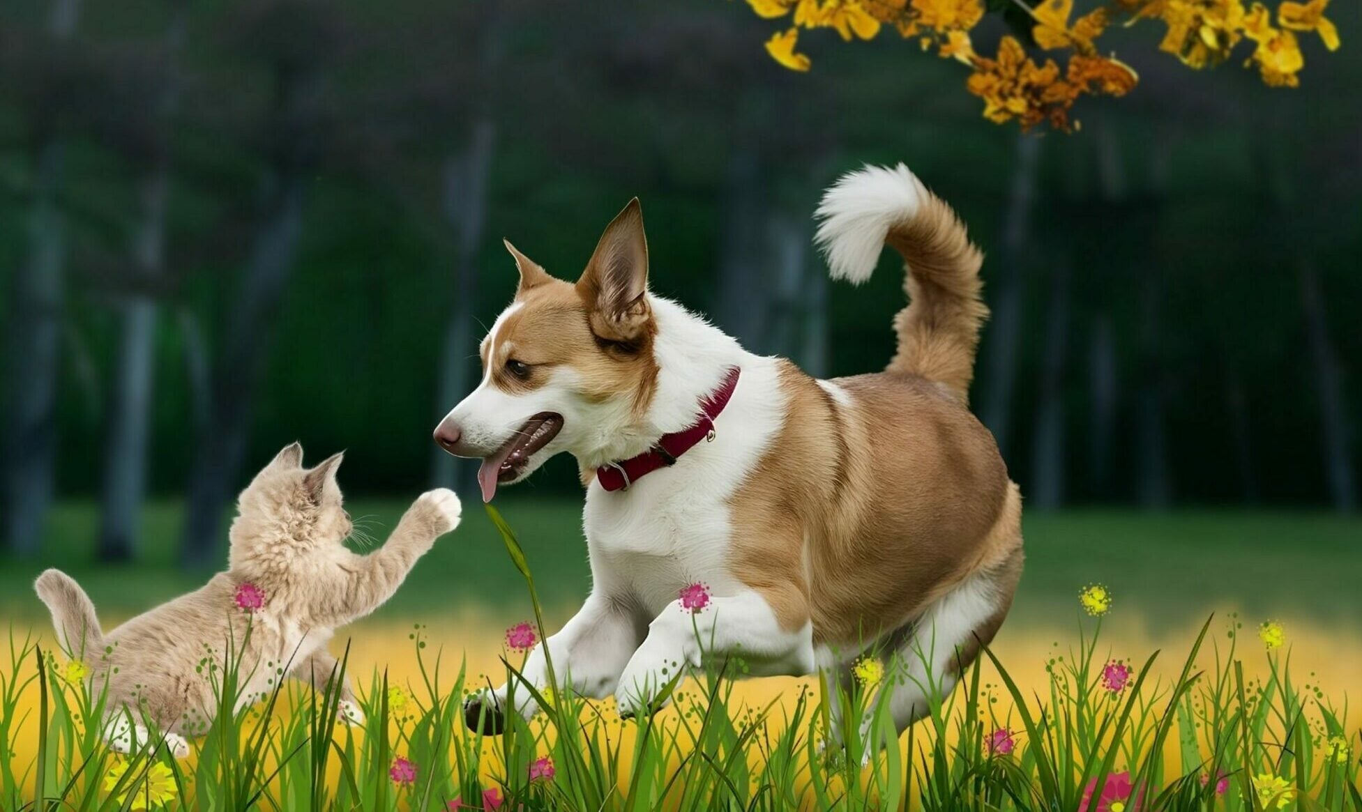 Φιλία γάτας και σκύλου: Μύθος ή πραγματικότητα