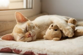 Τι βλέπει η γάτα σας στα όνειρά της