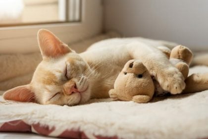 Τι βλέπει η γάτα σας στα όνειρά της