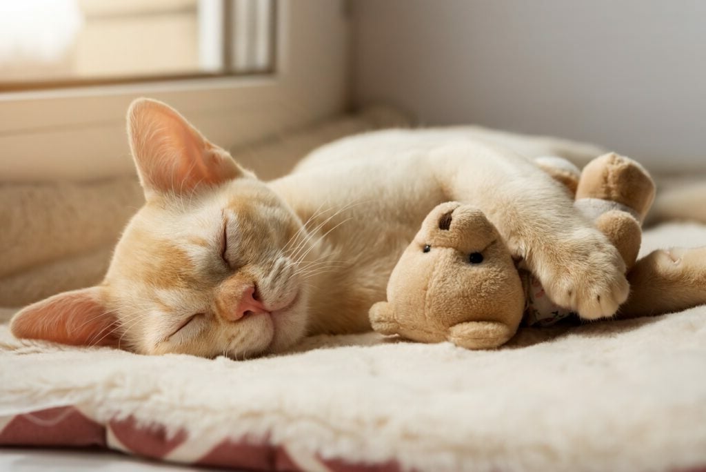 Τι βλέπει η γάτα σας στα όνειρά της