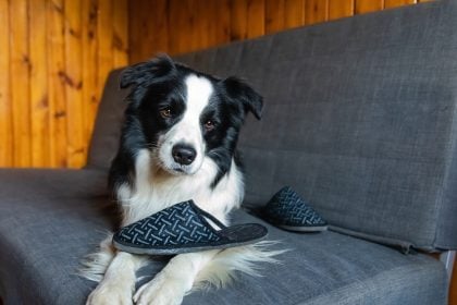 Οι τρόποι που οι σκύλοι μας δείχνουν ότι είναι ευτυχισμένοι