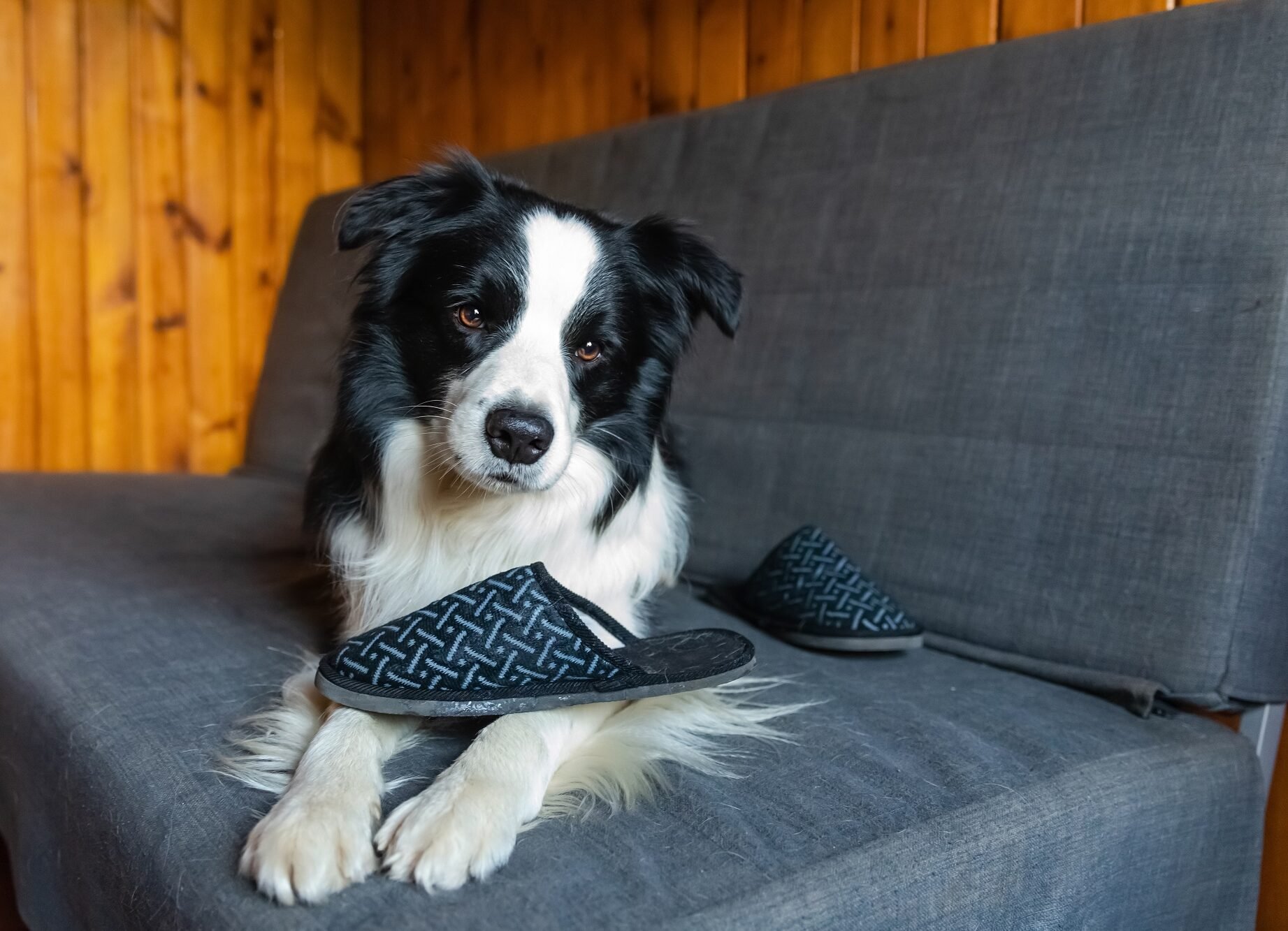 Οι τρόποι που οι σκύλοι μας δείχνουν ότι είναι ευτυχισμένοι