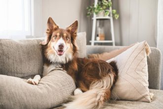 Πως θα μάθετε τον σκύλο σας να μην ανεβαίνει στο κρεβάτι και τον καναπέ