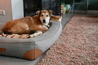 Οι 5 πιο συχνές ασθένειες που εμφανίζουν οι μεγαλόσωμοι σκύλοι