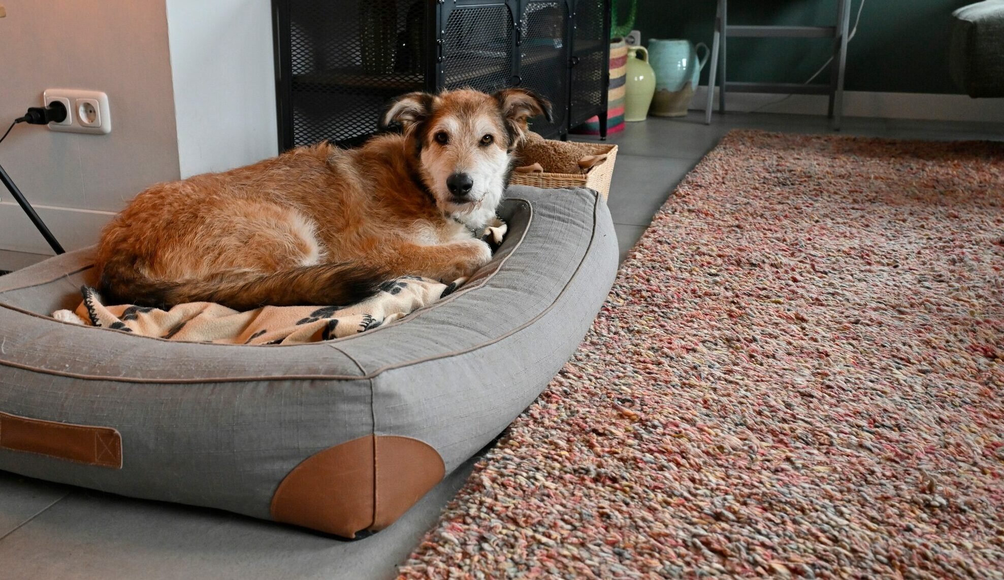 Οι 5 πιο συχνές ασθένειες που εμφανίζουν οι μεγαλόσωμοι σκύλοι