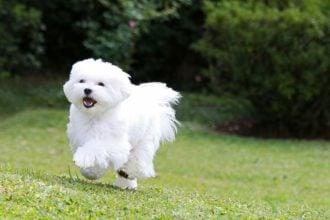 Μαλτέζ: Όσα πρέπει να ξέρετε για τον σκύλο «με τις τέλειες αναλογίες» κατά τον Αριστοτέλη