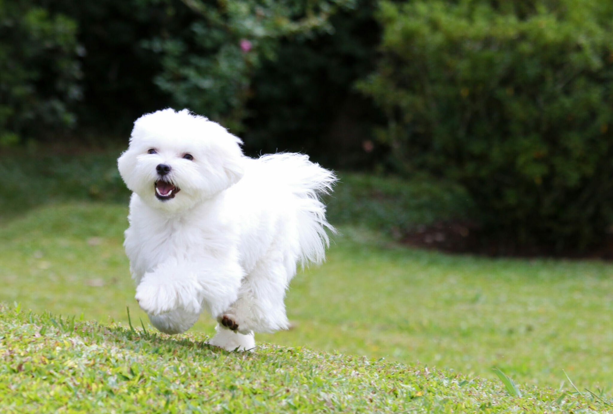 Μαλτέζ: Όσα πρέπει να ξέρετε για τον σκύλο «με τις τέλειες αναλογίες» κατά τον Αριστοτέλη