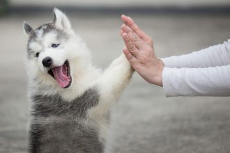Πώς να χτίσετε μια δυνατή σχέση με το κουτάβι σας