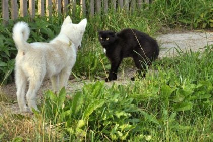 Με ποιον τρόπο θα μάθετε τον σκύλο σας να μη γαβγίζει και να μην κυνηγάει γάτες