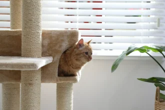 8 προειδοποιητικά σημάδια για την υγεία της γάτας σας που δεν πρέπει να αγνοήσετε