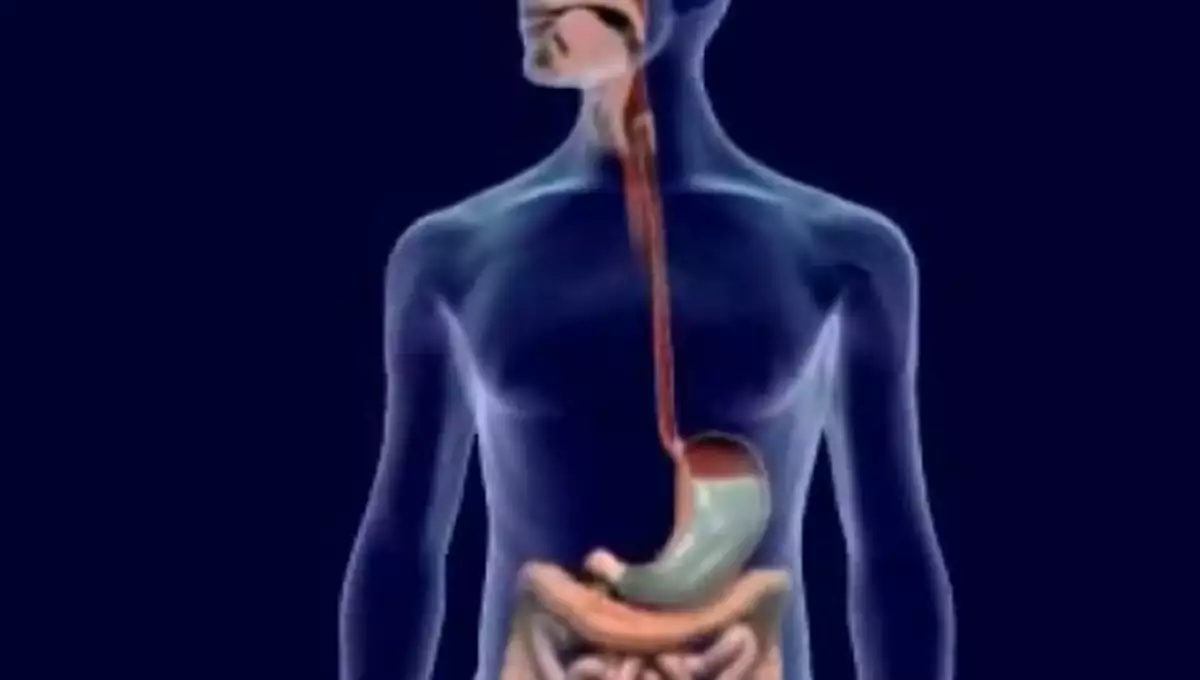 Πεπτικό σύστημα πάντα δυνατό και σε φόρμα