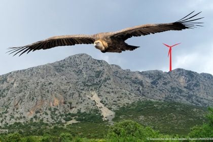 Η Ελληνική Ορνιθολογική Εταιρεία σχετικά με την εγκατάσταση αιολικών σταθμών στα Ακαρνανικά Όρη και την ανακοίνωση του Αντιπεριφερειάρχη Στ. Μπλέτσα