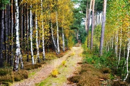 Γιατροί συνταγογραφούν βόλτες στο δάσος!