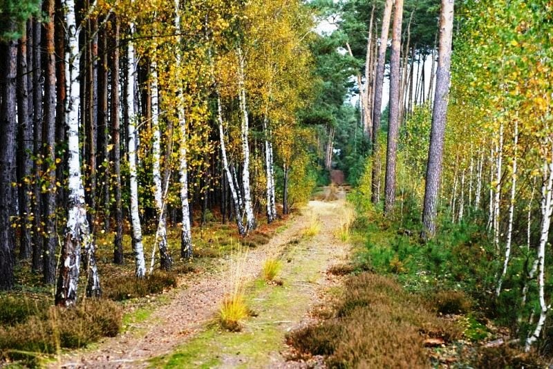 Γιατροί συνταγογραφούν βόλτες στο δάσος!
