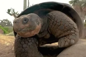 Πέθανε η διάσημη χελώνα Γκράμμα, σε ηλικία 141 ετών, στον ζωολογικό κήπο του Σαν Ντιέγκο