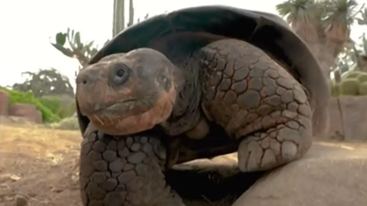 Πέθανε η διάσημη χελώνα Γκράμμα, σε ηλικία 141 ετών, στον ζωολογικό κήπο του Σαν Ντιέγκο