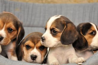 Πάτρα: Η πρώτη μεγάλη "καμπάνα" Δικαστηρίου για εγκατάλειψη νεογέννητων ζώων