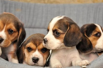 Πάτρα: Η πρώτη μεγάλη "καμπάνα" Δικαστηρίου για εγκατάλειψη νεογέννητων ζώων