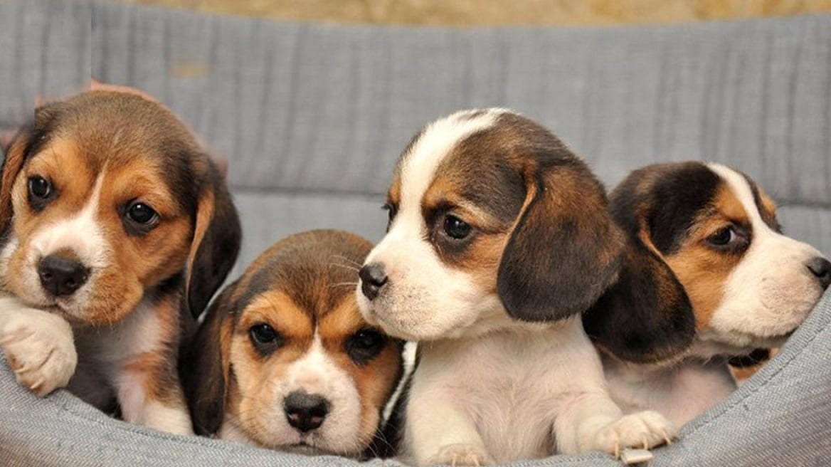 Πάτρα: Η πρώτη μεγάλη "καμπάνα" Δικαστηρίου για εγκατάλειψη νεογέννητων ζώων