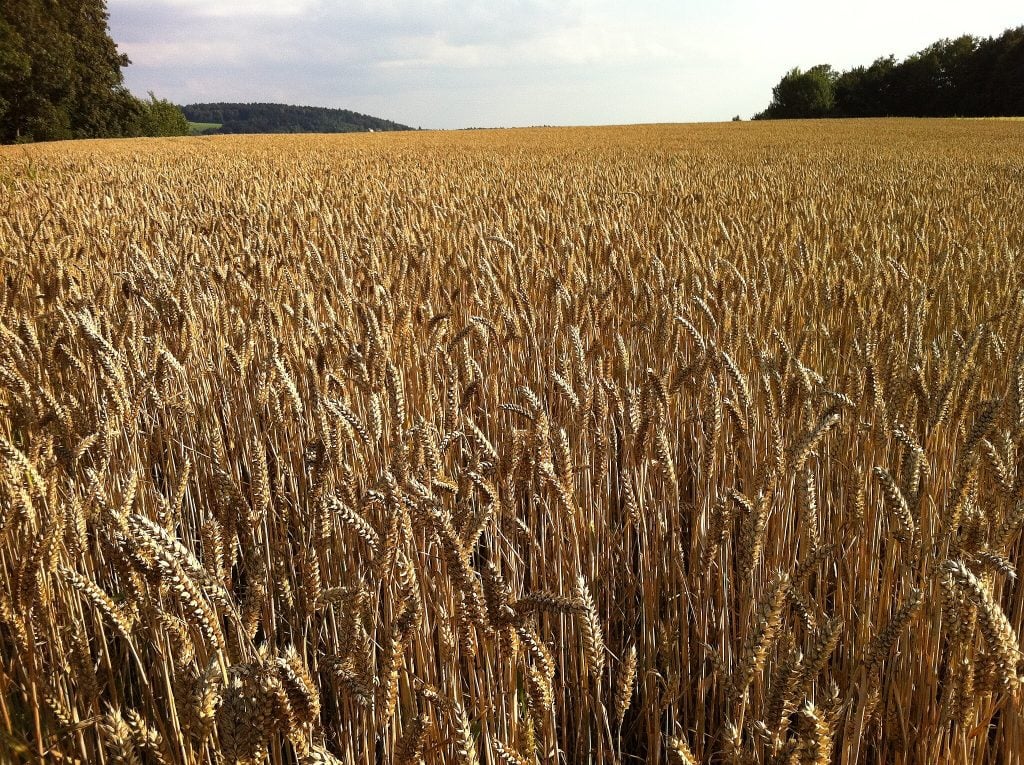 Ερευνητές δημιούργησαν σιτάρι που παράγει μόνο του λίπασμα