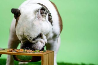 Ο σωστός τρόπος να διατηρούμε την τροφή του σκύλου μας