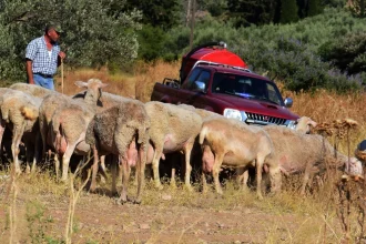 2,4 εκατ. ευρώ στις Περιφέρειες για λειτουργικές δαπάνες αντιμετώπισης της ευλογιάς