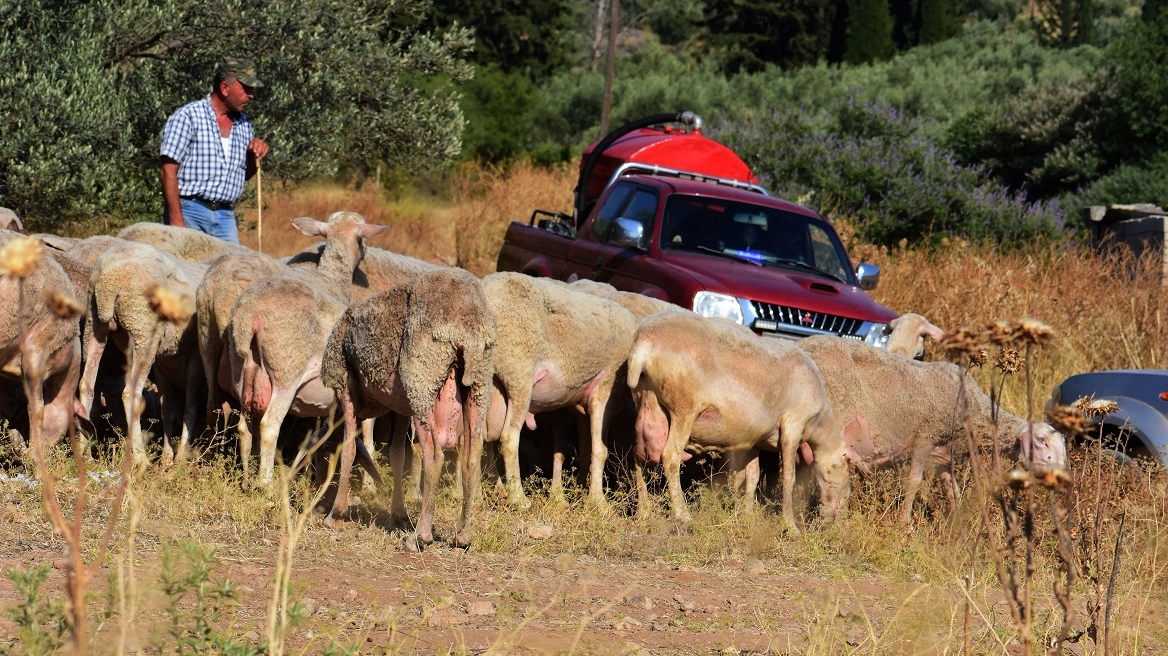 2,4 εκατ. ευρώ στις Περιφέρειες για λειτουργικές δαπάνες αντιμετώπισης της ευλογιάς
