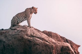 «Στέγη» για ηλικιωμένα αιλουροειδή - Δύο ιαγουάροι μετακόμισαν σε ειδική μονάδα φροντίδας