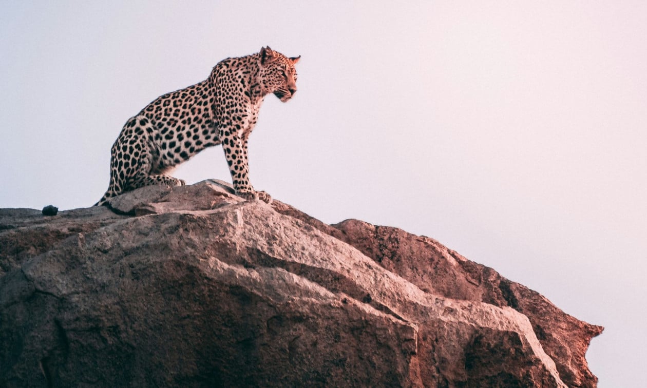 «Στέγη» για ηλικιωμένα αιλουροειδή - Δύο ιαγουάροι μετακόμισαν σε ειδική μονάδα φροντίδας