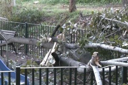 Τεράστιο δέντρο ξεριζώθηκε και έπεσε μέσα σε παιδική χαρά