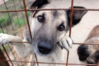 Ηλεία: Καταγγελίες για άτυπο καταφύγιο ζώων – Σκύλοι δεμένοι χωρίς τροφή και νερό