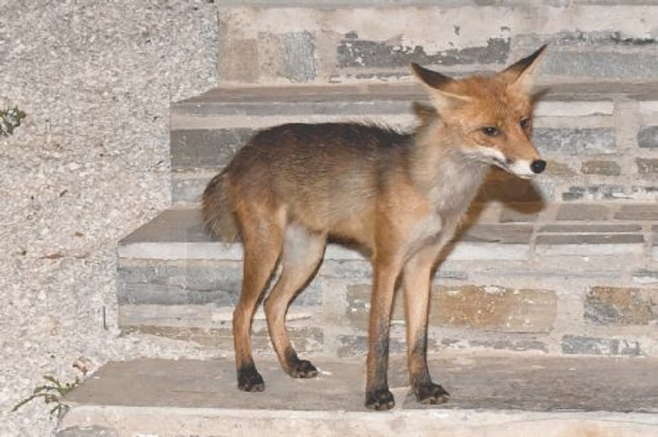 Aλεπούδες στον αστικό ιστό - Πολλαπλασιάζεται η εμφάνισή τους
