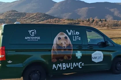 Ασθενοφόρο για αρκούδες, λύκους, ζαρκάδια και ελάφια απέκτησε ο Αρκτούρος