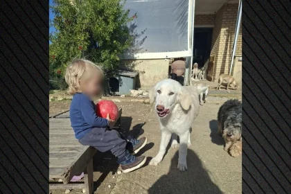 Τραγωδία στη Ζάκυνθο: «Το πίτμπουλ τρόμαξε από πυροβολισμούς κυνηγών και κατασπάραξε τον Λίο» λέει η μητέρα του