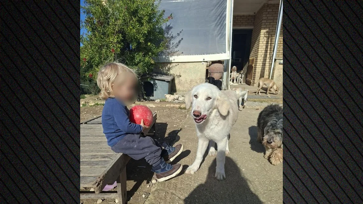 Τραγωδία στη Ζάκυνθο: «Το πίτμπουλ τρόμαξε από πυροβολισμούς κυνηγών και κατασπάραξε τον Λίο» λέει η μητέρα του - Παρέμβαση του Υπουργείου Παιδείας