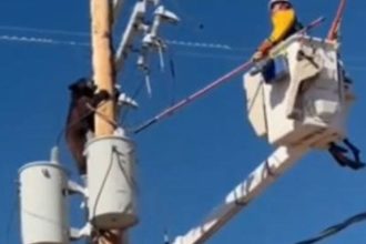  Αρκούδα σκαρφάλωσε σε κολώνα ηλεκτροδότησης – Την διέσωσε τεχνικός του δικτύου