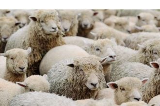 Ευλογιά αιγοπροβάτων: "Καμία χαλάρωση των μέτρων" - Πρωτιά σε κρούσματα την τελευταία εβδομάδα για Αχαΐα, Αιτωλοακαρνανία