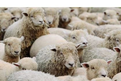 Ευλογιά αιγοπροβάτων: "Καμία χαλάρωση των μέτρων" - Πρωτιά σε κρούσματα την τελευταία εβδομάδα για Αχαΐα, Αιτωλοακαρνανία