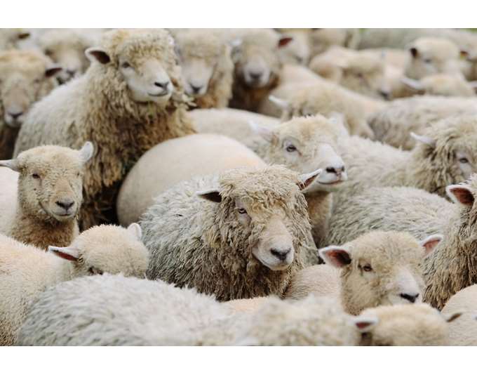 Ευλογιά αιγοπροβάτων: "Καμία χαλάρωση των μέτρων" - Πρωτιά σε κρούσματα την τελευταία εβδομάδα για Αχαΐα, Αιτωλοακαρνανία